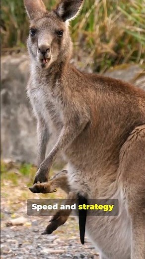 Kangaroo vs Human: Who Would Win a Real Boxing Match?