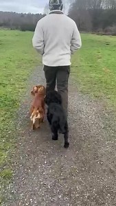 PROVEN - Kc reg red working cocker for stud