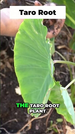 Grow Stunning Taro Root: Tropical Garden Oasis Made Easy! 🌿🏝️