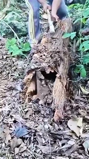 fowl😱 #shortvideo #birds #hunting