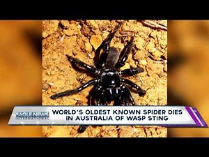 World's oldest known spider dies in Australia of wasp sting