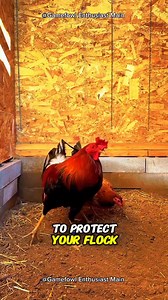 3.1K views · 77 reactions | Secrets to Raising Happy and Healthy Chickens: A Beginner's Guide #gamefowleducation #poultrycaretips #responsiblebreeding | Gamefowl Enthusiast | Facebook