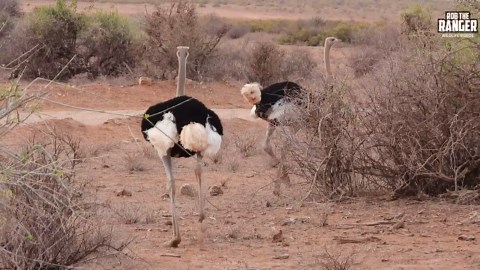 Amazing Somali Ostrich Browses the African Plains