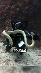 Sea Snake🐍 Most Feared Ocean Reptiles #seasnake #snake #seaanimals #sealife #animals | All About Animals