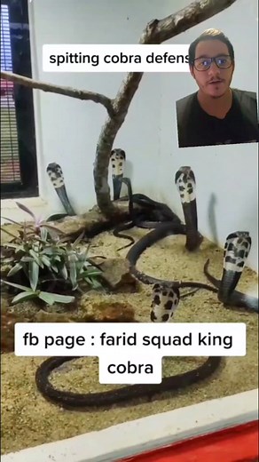 Elapids tend to be active hunters, vipers tend to sit and wait. Bit there are exceptions to this. #elapid #viper #cobra #snakebite #fangs #venomous #reptile #nature #educational #fyp #gaboonviper