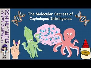 The genes that unlocked the secret to cephalopod intelligence