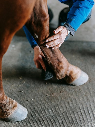 How Do Wild Horses Trim Their Hooves? (Video Explained)
