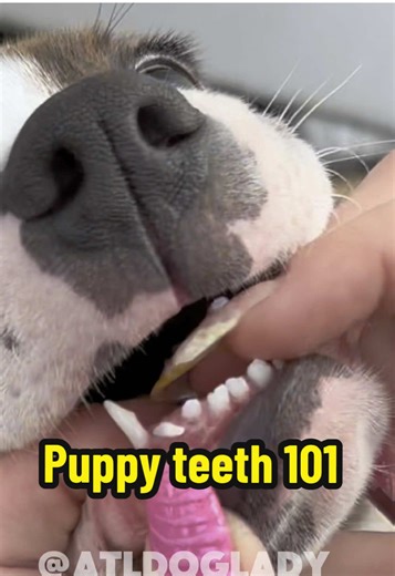 Puppies start to lose their smaller teeth around 12 weeks old. This continues until about 6 months- by then they should have all 42 adult teeth! SN Junie is growing up on us 🥺💜