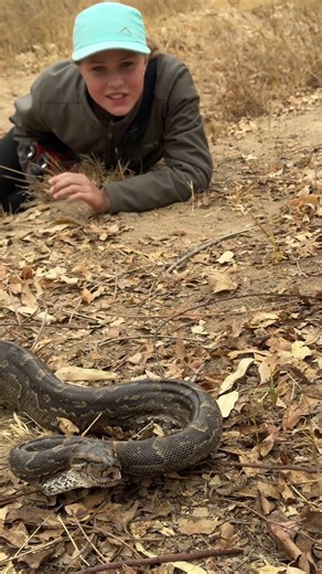 This is an enormous African Rock Python - watch him strike at my camera-man, careful DAD! 🤠🐍