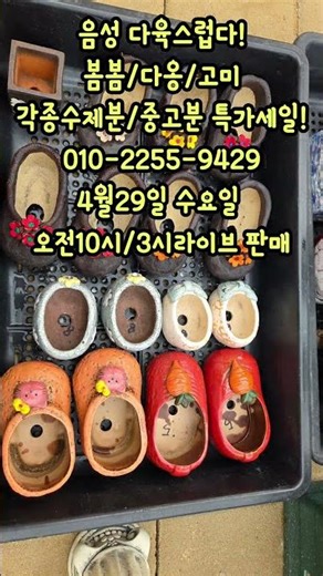 #다육스럽다 #봄봄 #다옹분 #고미분 #수제화분 #중고분 #특가세일 #라이브판매예고