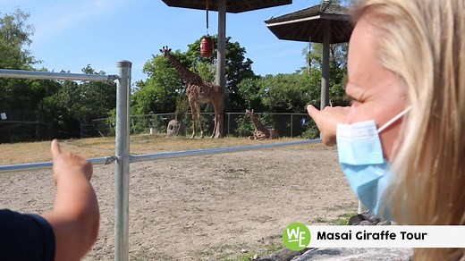 Wild Encounters are back! Watch to see what it's like to get up-close with some of your favourite animals including our western grey kangaroos, Masai giraffes and more! 🦒 🦘 Book yours at www.torontozoo.com/wildencounters. #TZWildEncounters | The Toronto Zoo