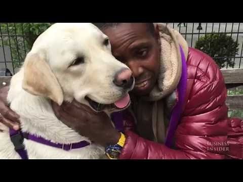 Scientists figured out why so many Labrador Retrievers are fat