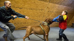 9.5M views · 53K reactions | DarkDynastyK9s owner Marlon Grennan lets his six-year-old son don the 'bite sleeve' as a 175lb pit bull attacks - before passing the sleeve on to his TWO-year-old brother! I am the HULK | Dog Dynasty | Facebook