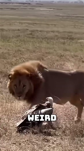This Vulture Broke the Lion’s Brain #predator #prey #wildlife