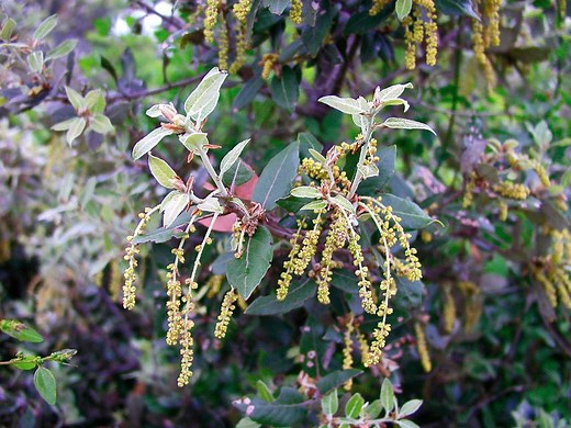 Krka Beyond The Waterfalls - Flora, Fauna & Endangered Animals - Total Croatia