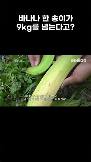 바나나 한 송이가 9kg를 넘는다고 #골라듄다큐 #shorts