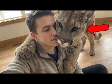 My 150-Pound Rescue Cougar Thinks She’s Just a House Cat! 🐆🏠