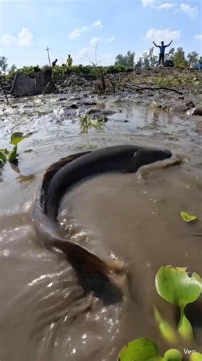 Shocking Giant Fish Catch in Shallow Water! 😱🐟 #fishing #fish #fishingvideo #kidsfish