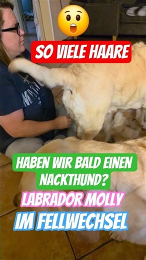 😱😲 So viele Haare? 🤪Haben wir bald einen Nackthund? #labrador #labradordog