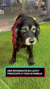 Lo que al inicio se expresó como una tos seca, se terminó convirtiendo en una bronquitis. Es por eso que Lucky vino inmediatamente a Animal Surco 24 Horas #animalsurco24horas #medicinaveterinaria #veterinaria24horas #mascotas #24horas | Animal Surco