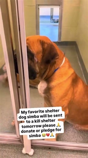 Simba stole my heart today at the shelter. 💔🐾This gentle boy is #usa #canada #london #viral #uk