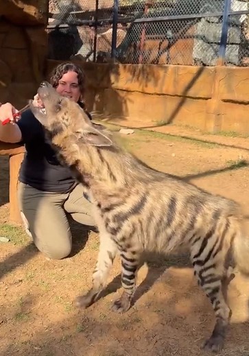 Hanging out with Rocky, a striped hyena at Fame Park in Dubai! 🐾💛 That moment when the patch of fur along his back suddenly spiked up actually means its an intimidation display! Striped hyenas have long manes running from neck to tail, and when they feel excited, curious, or a little unsure, they raise that fur to make themselves appear larger and more impressive. It's like their built-in defense mechanism. Despite their dog-like appearance, hyenas are actually more closely related to cats, be
