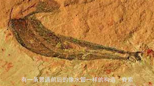 最早出现的鱼类