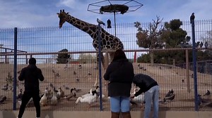 How do you transport a giraffe? Watch Benito begin a journey to his new and better home. | USA TODAY Video