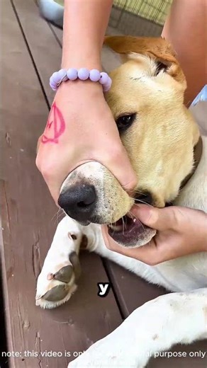 A los perros les encantan las cigarras 😭