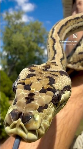 Hypo Tiger Coastal Carpet Python