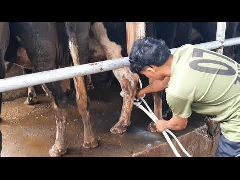 Sprawdzam jakość mleka na Filipinach