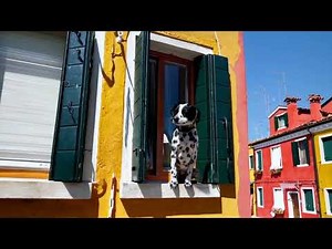 Open AI Sora in Action: Italian Pup