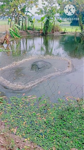 How to throw fishing net || procedure to throw fishing net || natural fishing #shorts #shortsclip