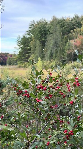 Wetland in Fall 2026 E3: Red Winterberries Overlooking the Wetland #Nature #WildBerries