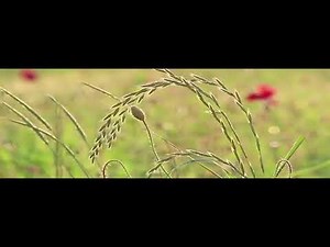 Free stock videos – Pexels Videos