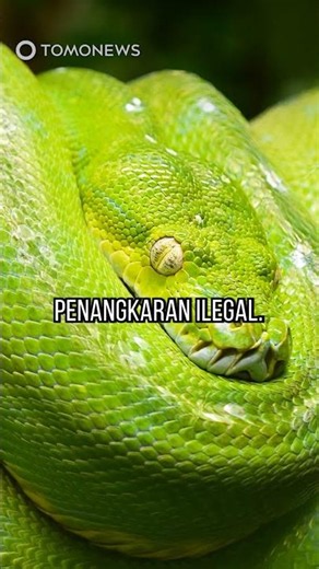 Man Arrested After Being Caught Illegally Breeding 300 Snakes in Apartment #shorts