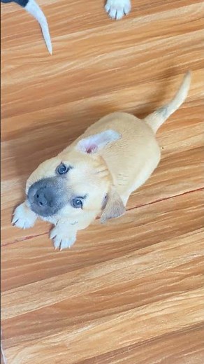 Puppy Hungry #dog #puppy #cute #cute #animals #pets