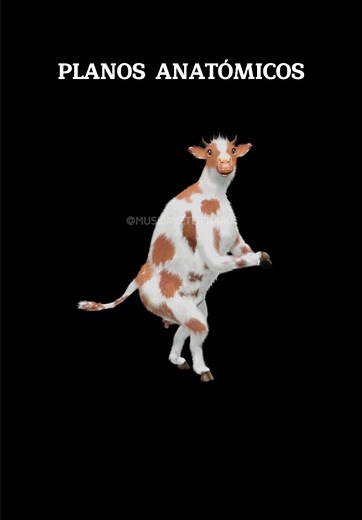 Aprende sobre los Planos Anatómicos en Veterinaria