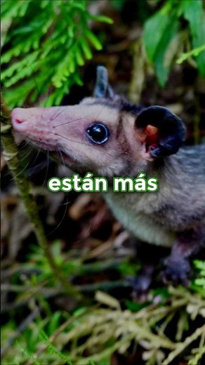 Liberación de Zarigueyas Adultas en Cali #naturaleza #biodiversidad #animales