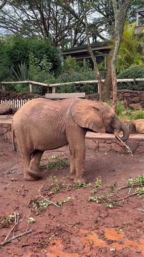 83K views · 10K reactions | Did you know that crossed legs are a telltale sign of an elephant’s contentment? That makes little Kerrio, seen here, a picture of pachyderm happiness! Meet Kerrio and learn more about her story of survival: sheldrickwildlifetrust.org/orphans/kerrio | Sheldrick Wildlife Trust | Facebook