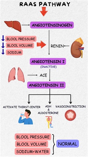MedMingle | Confused by the RAAS pathway? 🫀😵‍💫 This simple trick will help you remember the Renin–Angiotensin–Aldosterone System step-by-step in... | Instagram