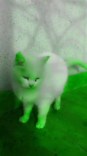 #beautifulcat #voiceeffects #effects #gatos #blindcat #aliencat #alien #beautifulboy #cat #shorts
