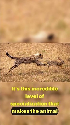 Evolutionary Differences Cheetah vs Leopard 🔍