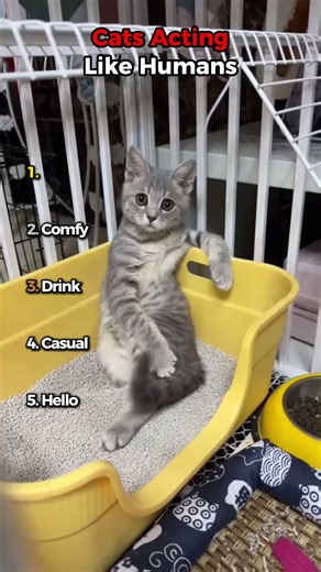 Cats Acting Like Humans 😹🧍‍♂️