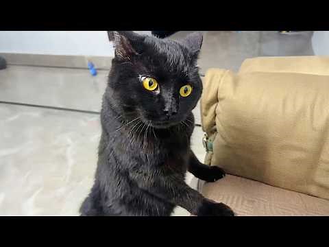 These Cats Are More Dramatic Than The Entire World! 🤣 Best of Funny Cat Videos