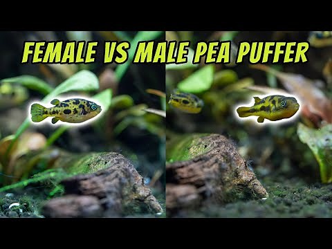 Male vs. Female Pea Puffers: The Ultimate Guide to Spotting the Differences! 🐡✨