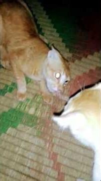 cute cat lovely moments😻 lovely mood🐈#cat videos #trending#shorts#viral #animal