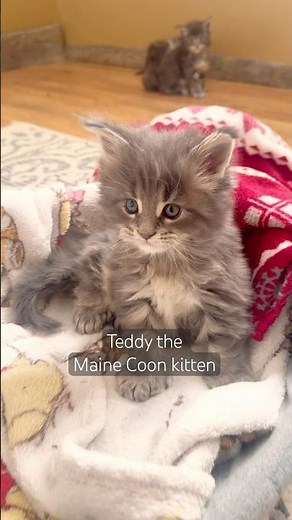 Teddy the Maine Coon kitten is getting so fluffy!