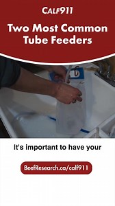 Learn more of the ins and outs of tube feeding newborn calves at: https://www.beefresearch.ca/blog/calf-911-tube-feeding-video/ | Beef Cattle Research Council