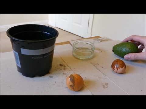Growing Hass And Fuerte Avocados From Seed